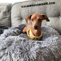 Calming Dog Bed | Anti Anxiety Dog Bed